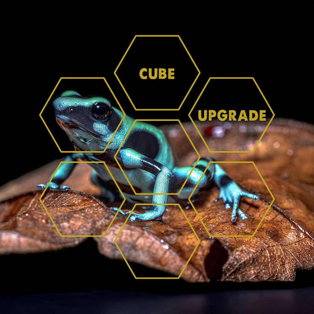 Amphibiengifte | Upgrade Cube