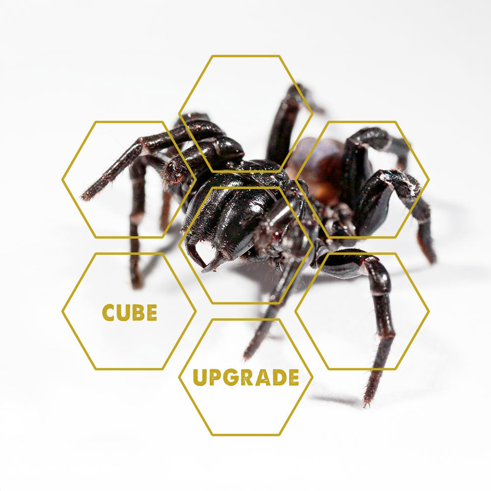 Spider-Venom | Upgrade Cube