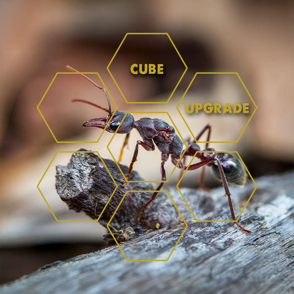 Insektenbisse | Upgrade Cube