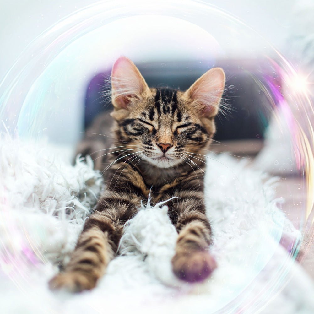 Animal Sphere - LuminoSana