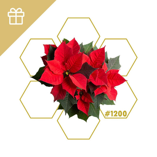 CHRISTMAS | Add - on #1200 - LuminoSana