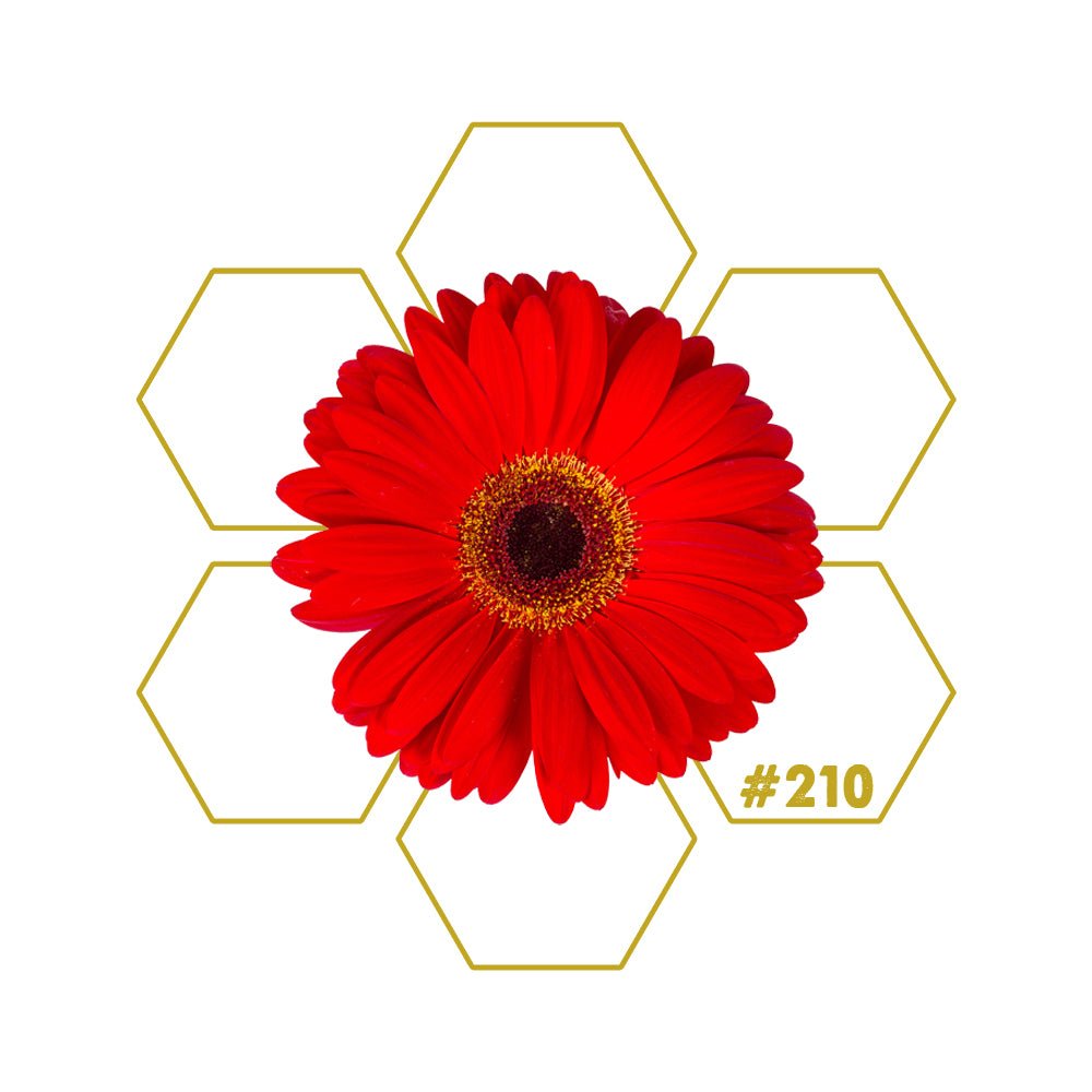 PILGRIM | Endurance | Add - on #210 - LuminoSana