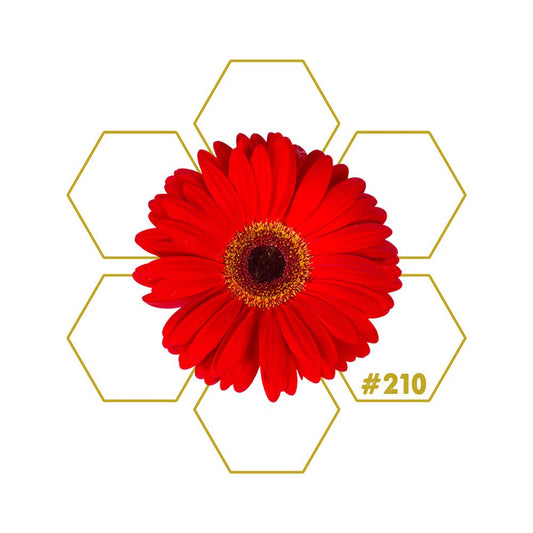 PILGRIM | Endurance | Add - on #210 - LuminoSana