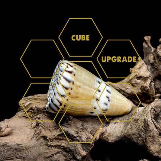 Kegelschnecken-Gift | Upgrade Cube