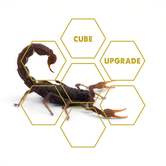 Scorpion Venom | Upgrade Cube