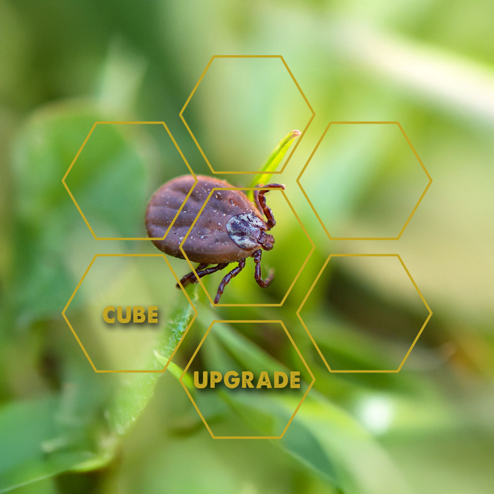 Mite & Tick | Upgrade Cube