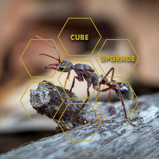 Insektenbisse | Upgrade Cube