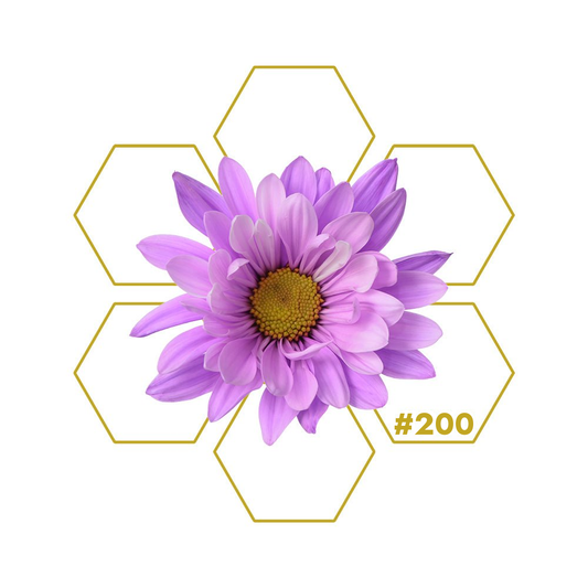 MOMENTUM Motivation Add-on 200 LuminoSana
