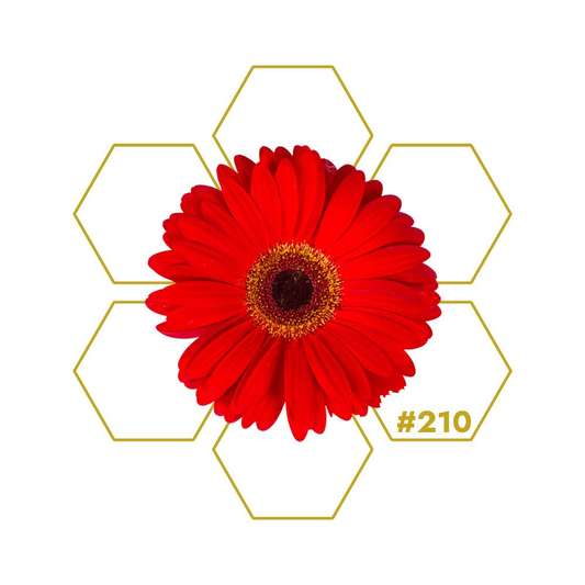 PILGRIM Endurance Add-on 210 LuminoSana