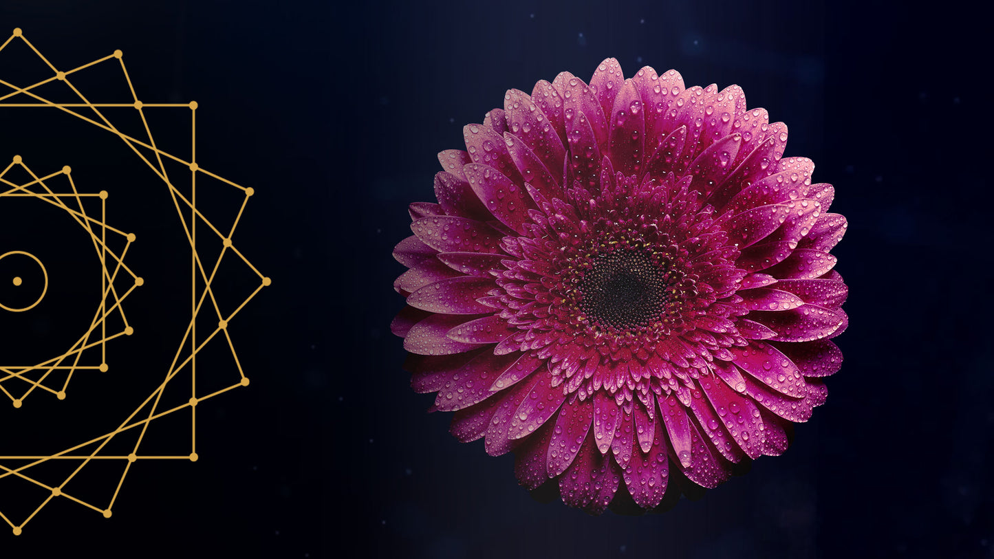 Forschungsgruppe - Warteliste (Anzahlung)